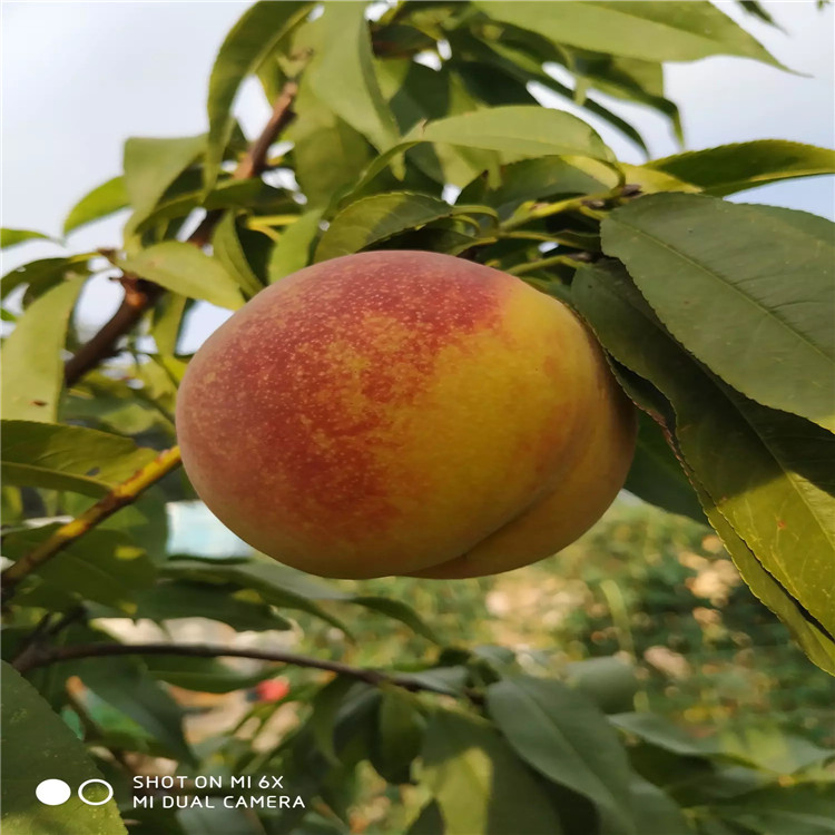 桃树苗新品种,变化中的学习,自信与成就的力量驱动成长之路