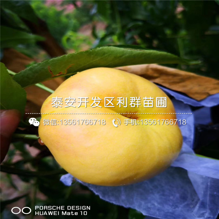 桃树苗新品种,变化中的学习,自信与成就的力量驱动成长之路