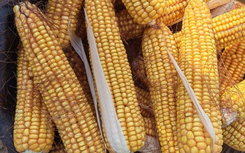 襄阳玉米价格最新行情概览与指南