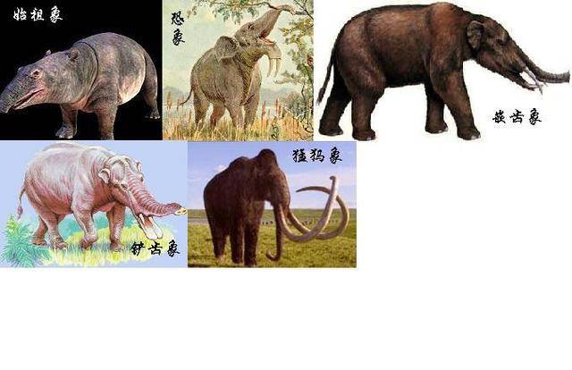 最新人与动物,学习变化,拥抱自信与成就感之路