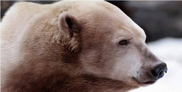 最新人与动物,学习变化,拥抱自信与成就感之路