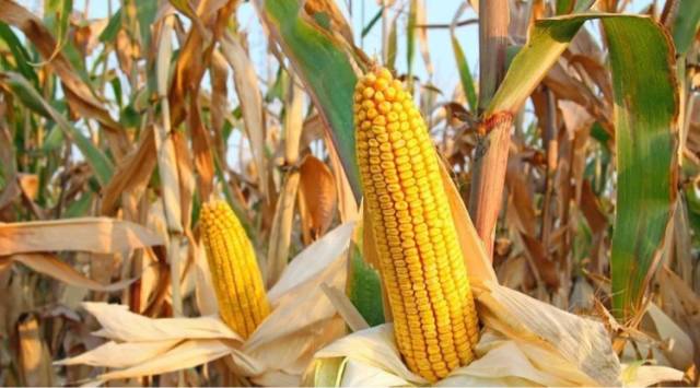 玉米行情预测,希望、友情与家庭的交织故事