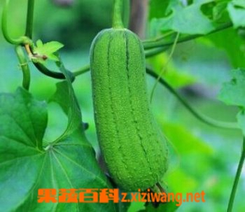 丝瓜官网最新资讯