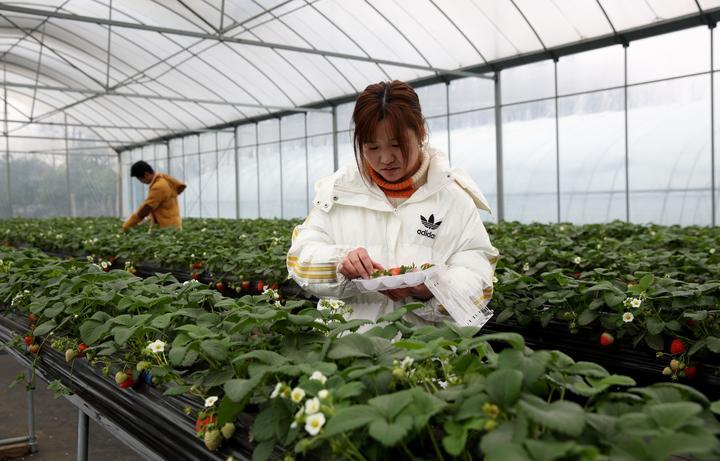 北仑农民上市之路,从农田到资本市场的跨越之旅