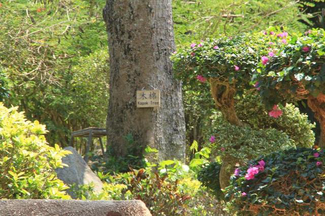 一树药业上市,探寻特色药业的非凡之旅,小巷中的隐藏宝藏