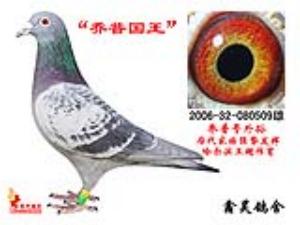 邓文敏鉴鸽视频,翱翔的自信与学习的力量展示标题,邓文敏鉴鸽风采,自信翱翔与学习的力量展现