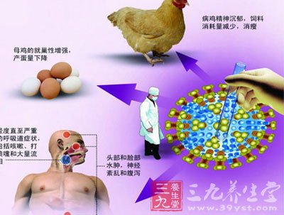 最新禽流感新闻下的自然之旅,探寻内心宁静与平和之道