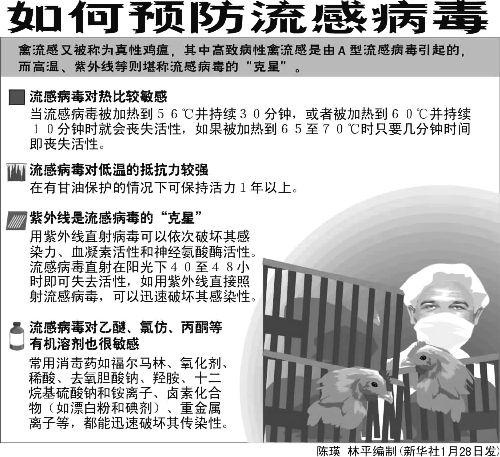 最新禽流感新闻下的自然之旅,探寻内心宁静与平和之道