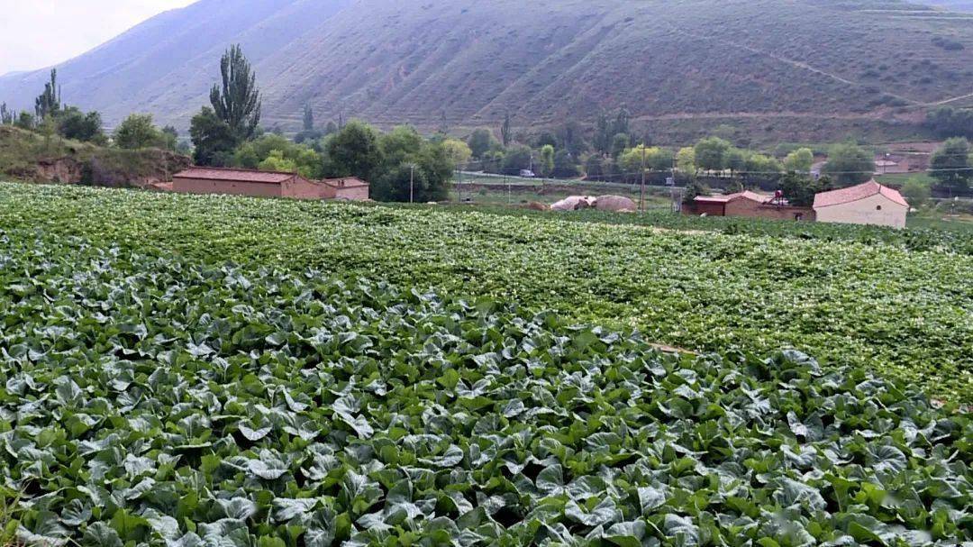 棉湖上浦事件最新进展概况概述