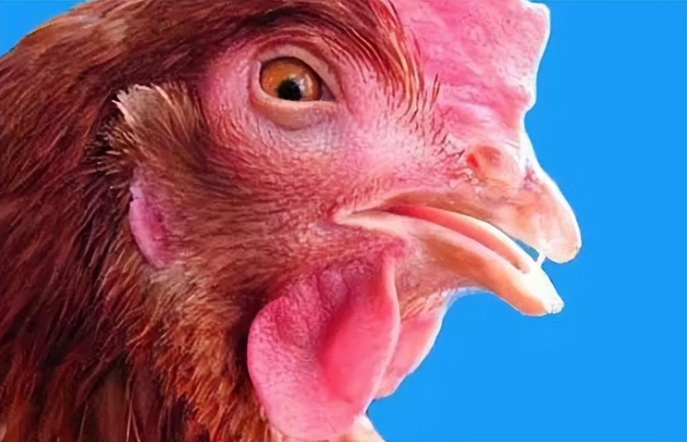 猪禽世界的温馨故事,揭秘猪禽流感最新动态