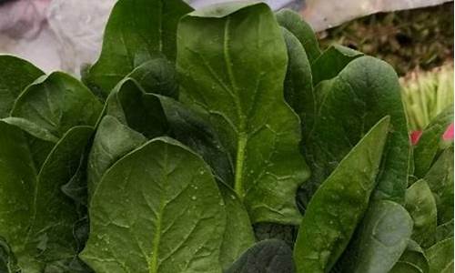 菠菜最新网站,深入探讨一种观点