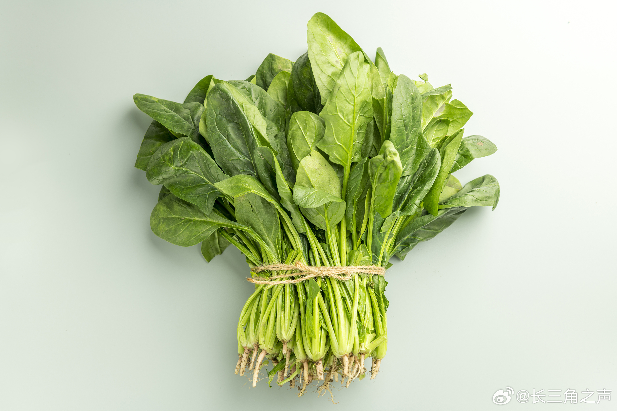 菠菜最新网站,深入探讨一种观点