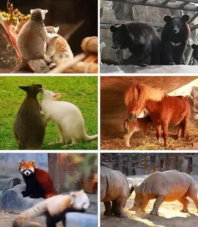 三水长鹿最新动态揭晓,2017年最新进展揭秘