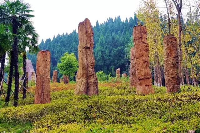 硅化木原石探索,自然美景与内心平静的旅程及价格探索