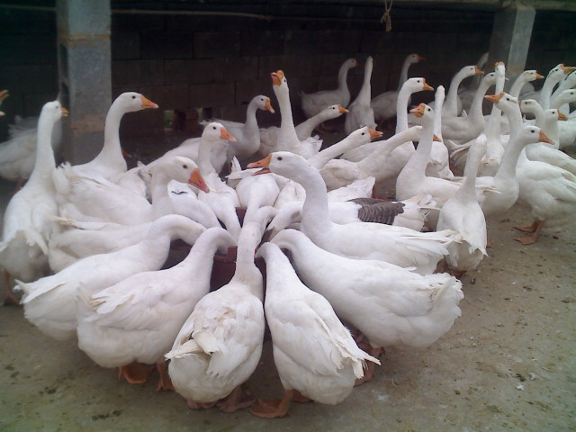 最新肉鹅价格行情动态更新