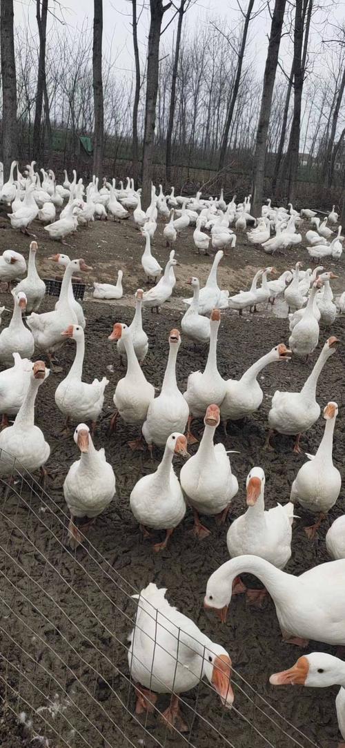 最新肉鹅价格行情动态更新