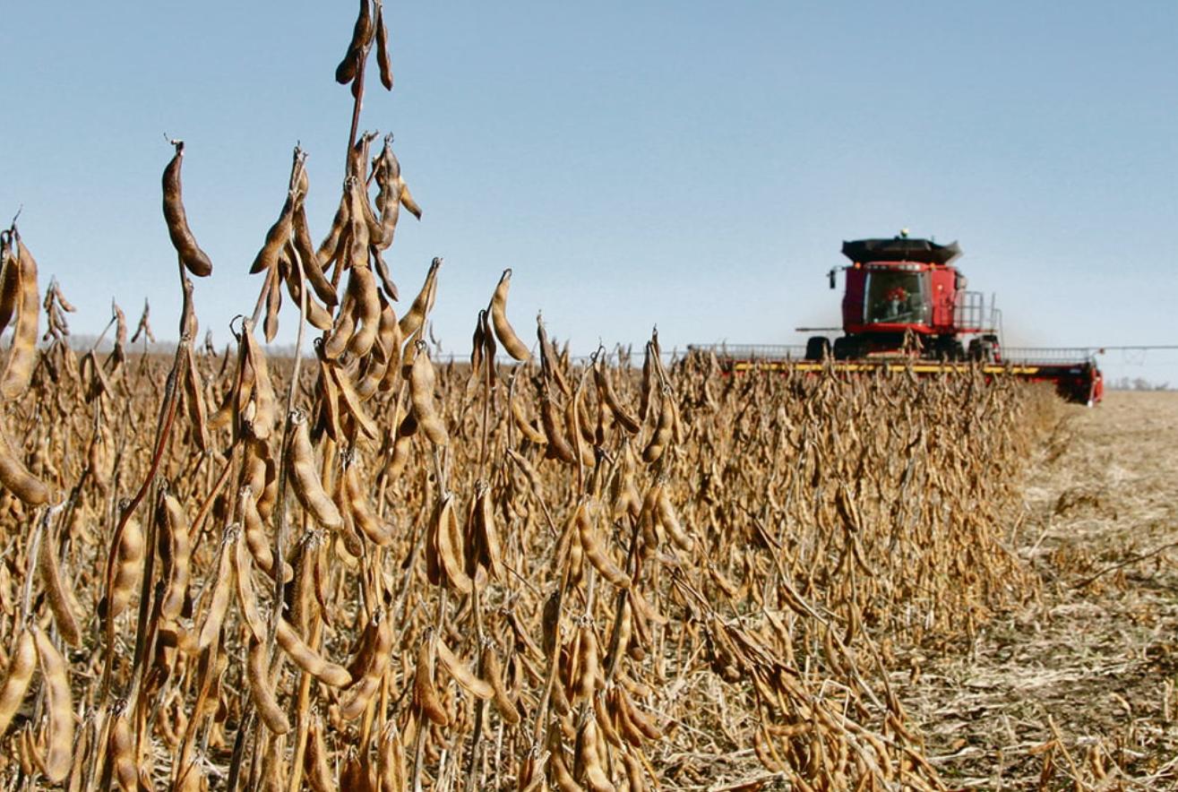 美国与中国大豆价格解析,全面对比与深度探讨