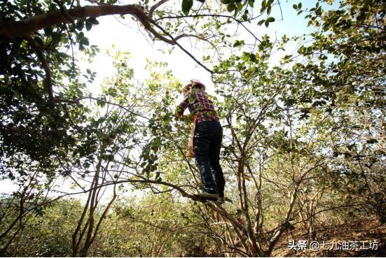 绿色革新引领者,最新环保政策下的高科技产品与环保生活共舞