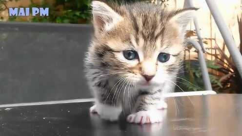 萌到融化你的心!最新版猫咪图片来袭🐱