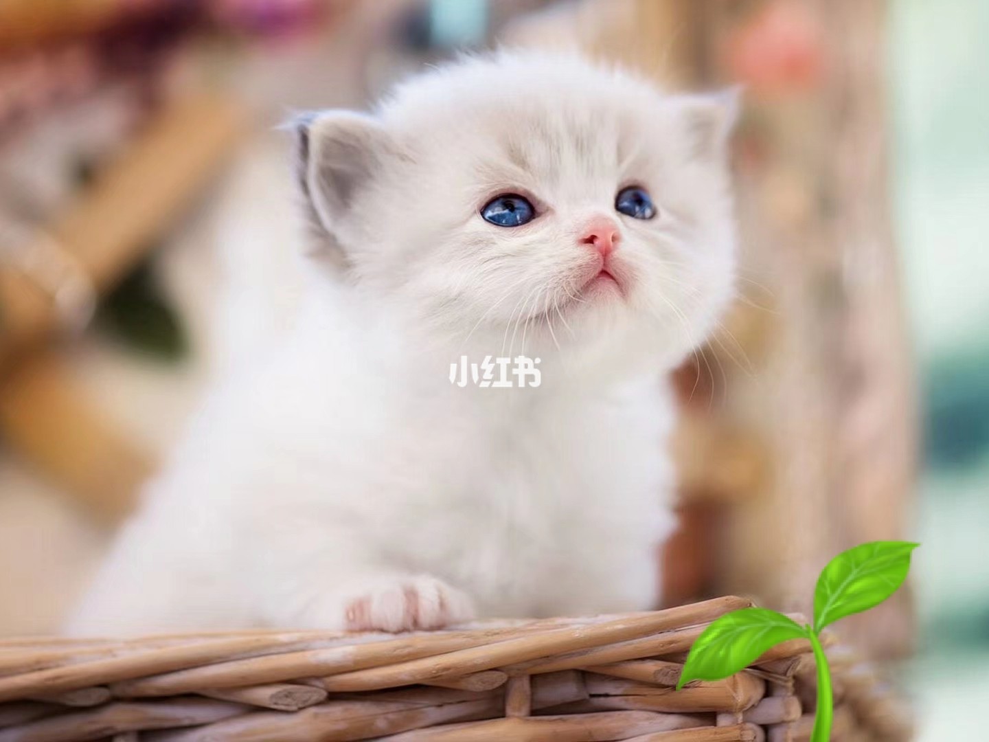 萌到融化你的心!最新版猫咪图片来袭🐱