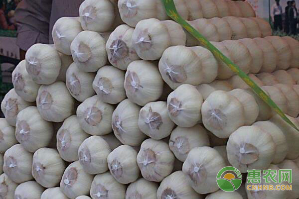 最新大蒜行情揭秘,市场走势与厨房应用探究