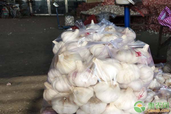 最新大蒜行情揭秘,市场走势与厨房应用探究