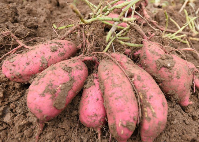 红薯价格最新行情与探索自然美景的旅行体验