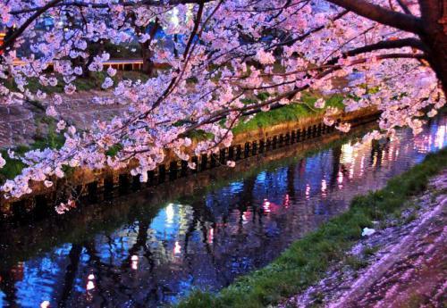 日本最新入境政策,开启学习之旅的大门