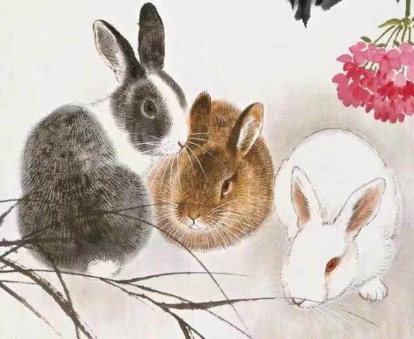 兔子最新价格揭秘,温馨有趣的日常故事开启!