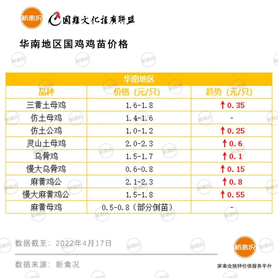鸡苗最新价格,背景、影响与领域地位分析