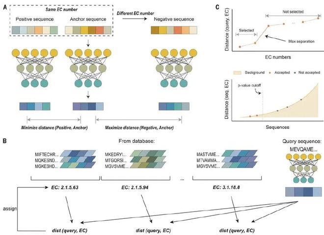 酶最新技术揭秘,如何学习并应用酶技术于实践之中